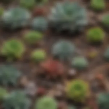 Perfect Soil Mix for Thriving Succulents Illustration of ideal soil mix for succulents with components labelled
