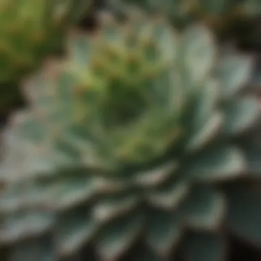 Intricate Textures of Succulent Leaves Close-up of succulent leaves showcasing their unique textures