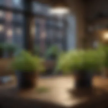 Thriving Indoor Herbs Healthy indoor herbs thriving