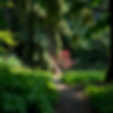 Serenity of Forest Park Lush greenery and tranquil trails in Forest Park