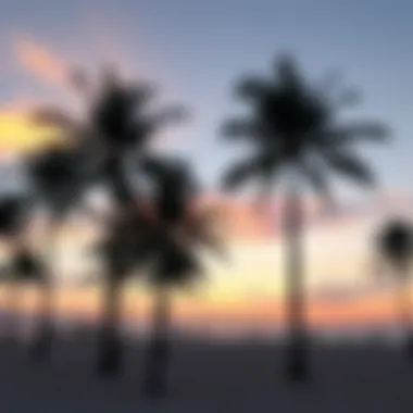 Beach Sunset in Los Angeles Scenic beach view with palm trees and sunset