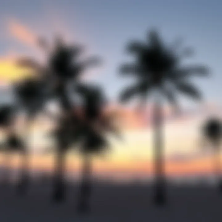 Beach Sunset in Los Angeles Scenic beach view with palm trees and sunset