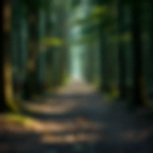 A serene forest path symbolizing introspection
