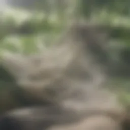 A scenic view of Laurel Canyon showcasing lush greenery and unique architectural designs.