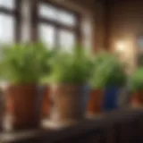 A vibrant collection of various indoor herbs in decorative pots