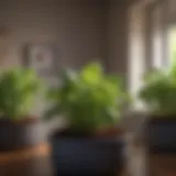 Close-up of vibrant basil plants thriving indoors