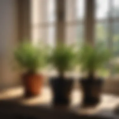 Natural sunlight streaming onto potted herbs