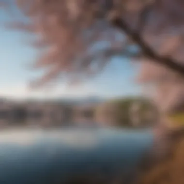 Cherry Blossoms at Tidal Basin The vibrant cherry blossoms surrounding the Tidal Basin