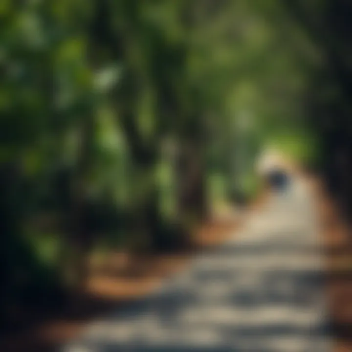 Winding Pathways: Exploring Nature's Retreat A scenic pathway lined with trees, inviting visitors to explore Washington Park.